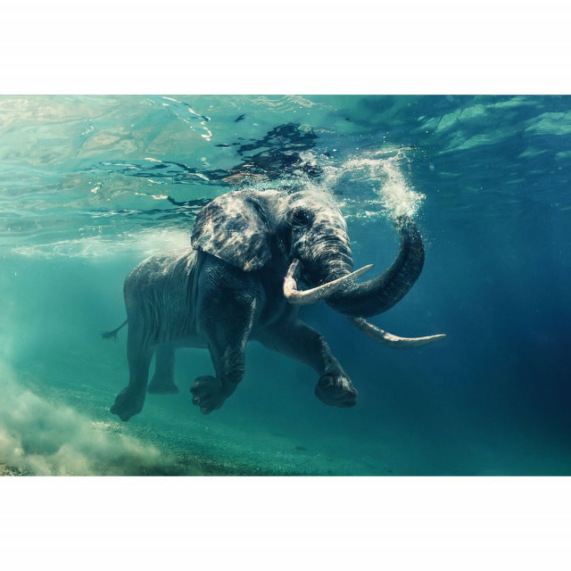 Glastavla Elephant - 120x80 cm 