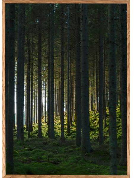 Poster - Woods - 21x30 cm 